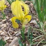Iris lutescens Цвят