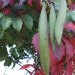 Campsis radicans Fruit