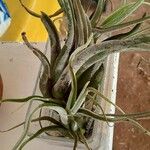 Tillandsia paucifolia 葉