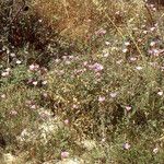 Convolvulus oleifolius Habit