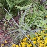 Tragopogon dubiusLeaf