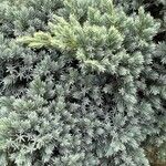 Juniperus squamataഇല