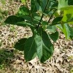 Bourreria succulenta Leaf