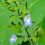 Salvia tiliifoliaFiore