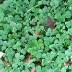 Trifolium repens Folha