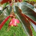 Begonia coccinea फूल