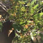 Heteromorpha arborescens Folha