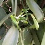Vanilla planifolia ᱵᱟᱦᱟ