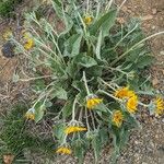 Wyethia sagittata Συνήθη χαρακτηριστικά