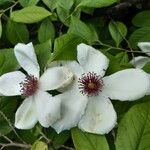 Stewartia malacodendron Λουλούδι