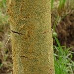 Vachellia xanthophloea Rinde