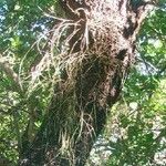 Dendrobium bowmanii Coajă