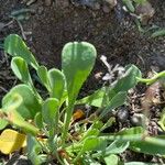 Limonium narbonense Fulla