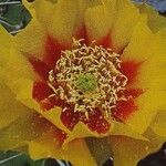 Opuntia phaeacantha 花