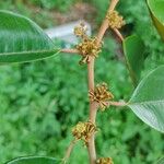 Chrysophyllum mexicanum Flower