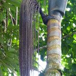 Oenocarpus bataua Цвят