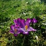 Crocus tommasinianusFlower