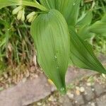 Polygonatum × hybridum ഇല