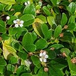 Cotoneaster dammeri Blad