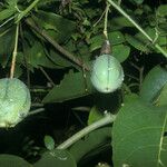 Passiflora laurifolia Fruit