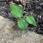 Smilax glauca ഇല