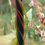 Fallopia dumetorum പുറംതൊലി