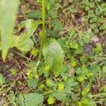 Lactuca floridana Hoja