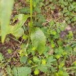 Lactuca floridana Blad