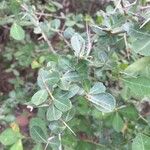 Commiphora glandulosa Blatt