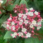 Viburnum rugosumКветка