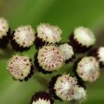 Psiadia anchusifolia Flower