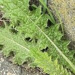Carduus litigiosus Yaprak