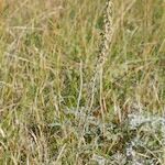 Artemisia armeniaca Celota