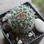 Mammillaria wrightii Hoja