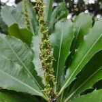 Macadamia integrifolia Blüte