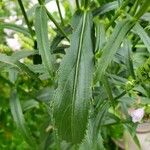 Physostegia virginiana 葉