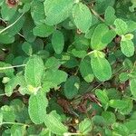 Cistus salviifoliusLeaf