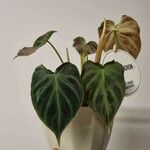 Philodendron verrucosum Blad