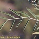 Astragalus hispanicus ഇല