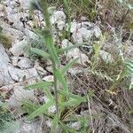 Echium sabulicola Blatt