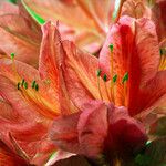 Rhododendron japonicum Flower