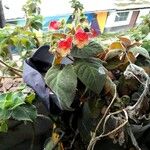 Kohleria amabilis 花