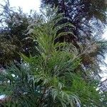Grevillea robusta Folha