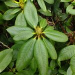 Rhododendron aureum Leaf