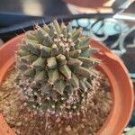 Mammillaria winterae Leaf