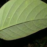 Posoqueria robusta Blatt