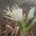 Hymenocallis liriosme Květ