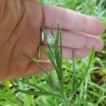 Centaurea cyanusBlüte