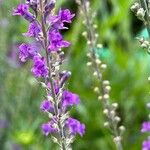 Linaria purpureaFlower