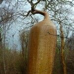 Adansonia za Rinde